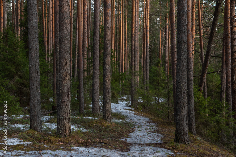 Fototapeta premium Spring forest at warm sunset.