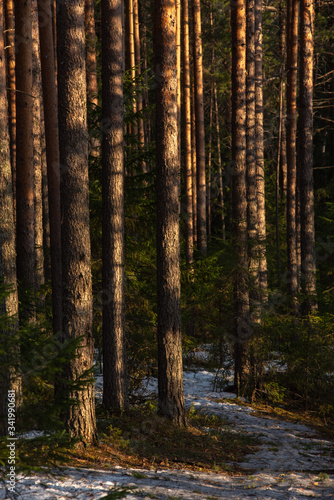 Spring forest at warm sunset. © Grigoriy