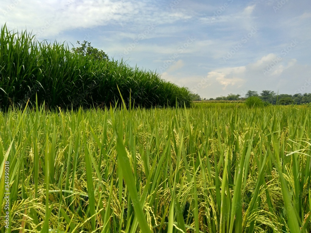 Fototapeta premium Beautiful view rice field with natural background
