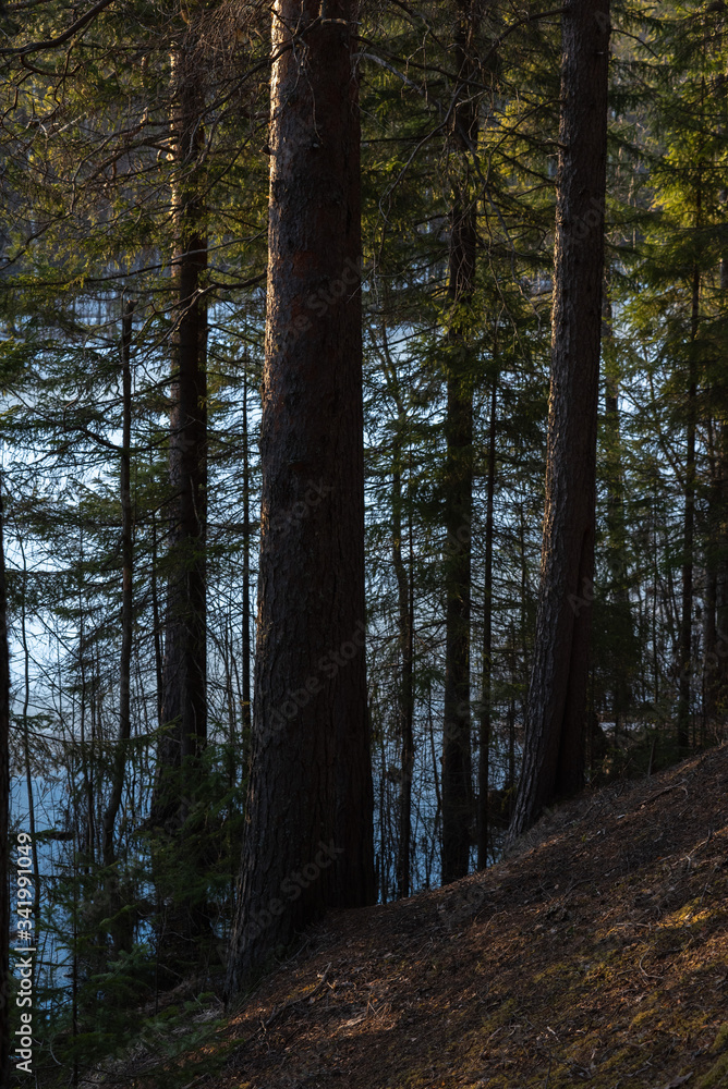 The shore of the forest lake in the spring The shore of the forest lake in the spring