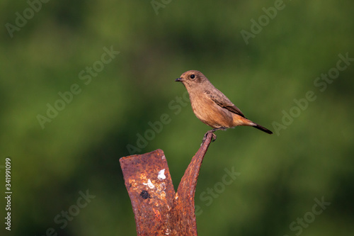 Pied Bushchat - female