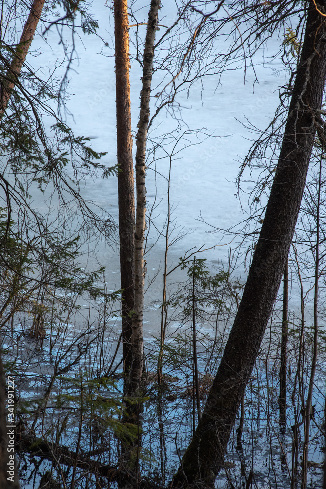 The shore of the forest lake in the spring The shore of the forest lake in the spring