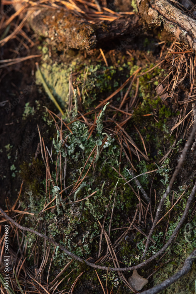 Macrophotography. Moss and lichen. Macrophotography. Moss and lichen.