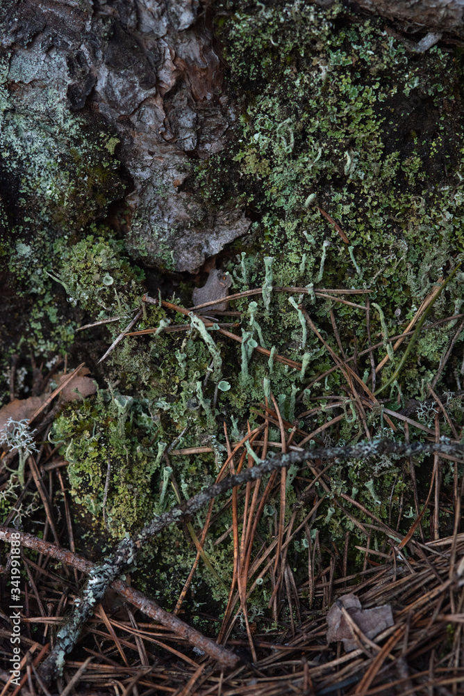 Macrophotography. Moss and lichen.