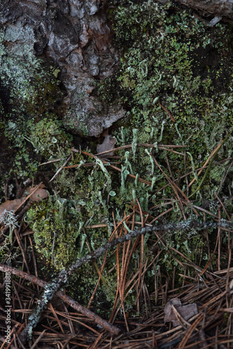 Macrophotography. Moss and lichen.