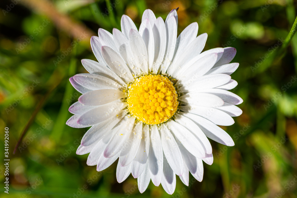 Fototapeta premium white daisy flower