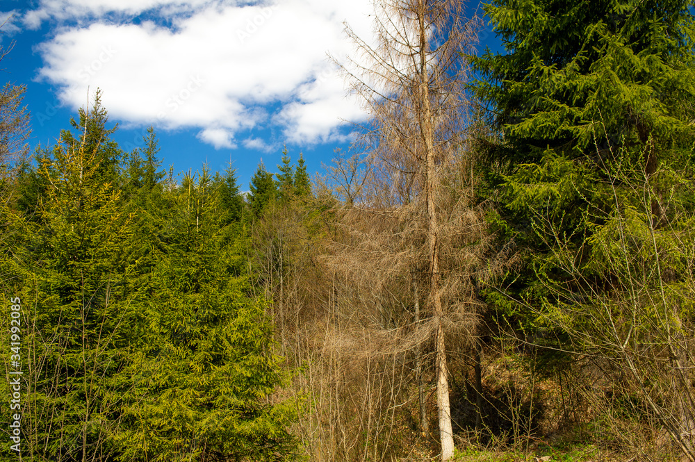 Bieszczady przyroda krajobraz