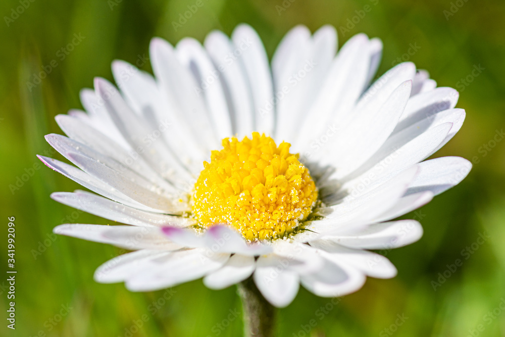 Fototapeta premium white daisy flower