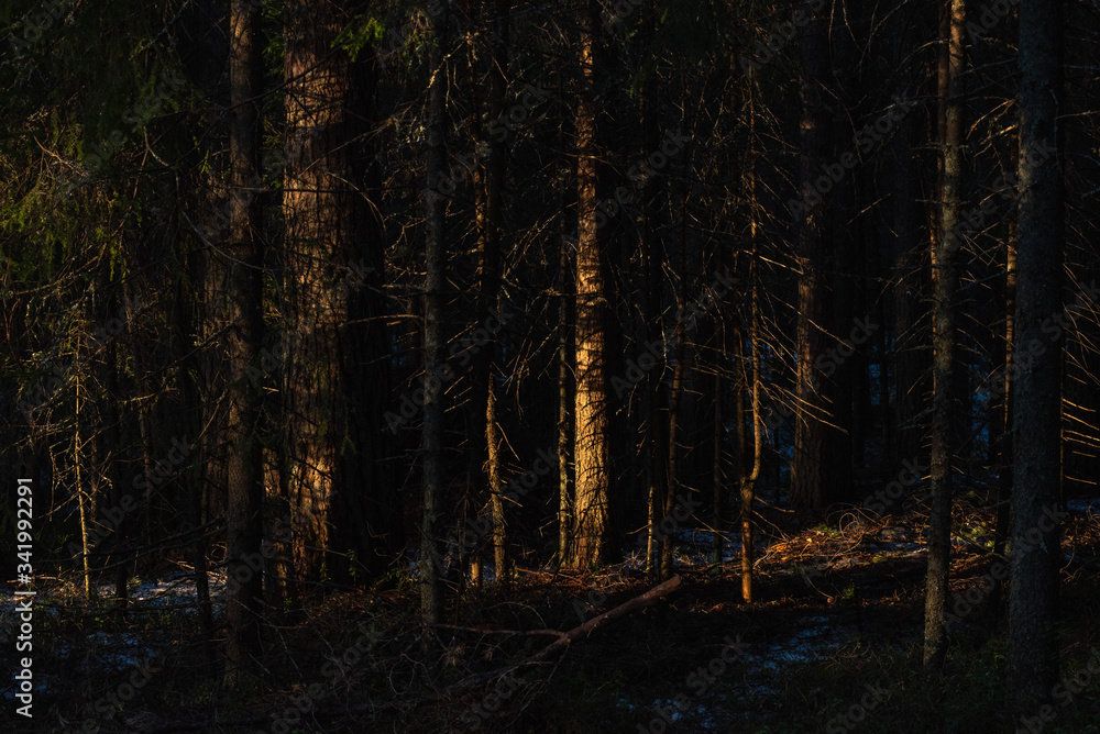 Obraz premium Spring forest at warm sunset.