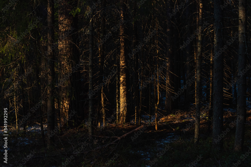 Spring forest at warm sunset.