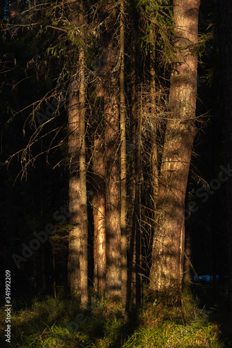 Spring forest at warm sunset.