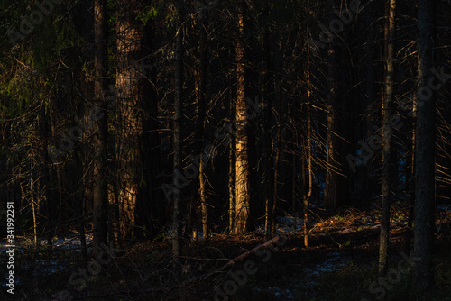 Fototapeta Naklejka Na Ścianę i Meble -  Spring forest at warm sunset.