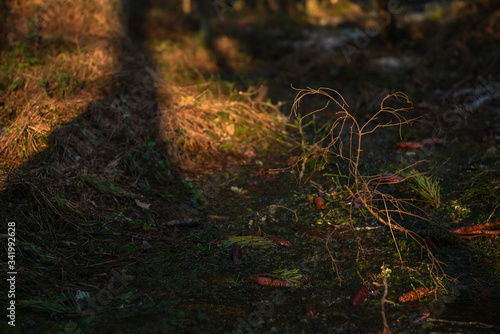 Spring forest at warm sunset.