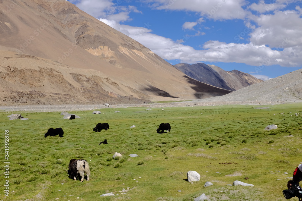 Cattle grazing in highlands. Green meadows and foot hills of himalays has very little plane land for grazing. Himalayan Yak or domestic yak is a long-haired domesticated bovid in Himalaya 