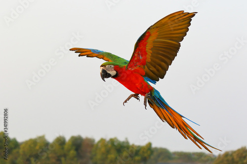 Colorful macaw parrot flying in the blue sky.