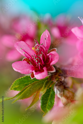 Bright flowers of fruit trees in the spring garden. Beautiful bright spring background. Spring garden. Close-up