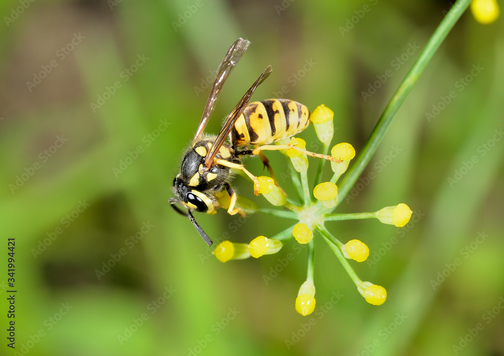 avispa común en una flor amarilla  (Vespula Vulgaris) Marbella Andalucía España