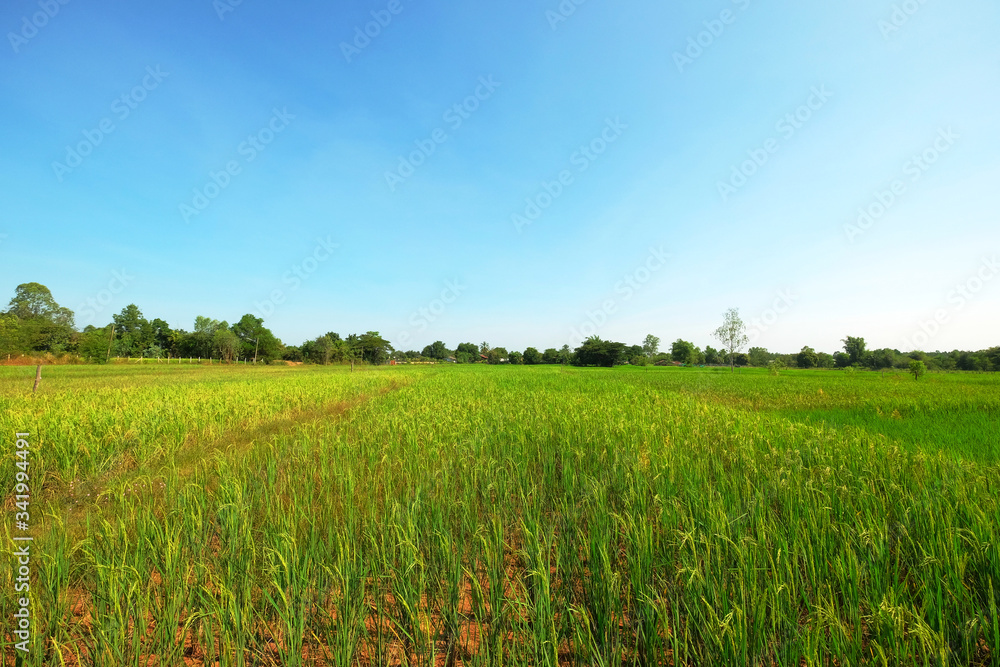 natural green rice field with blue sky background. natural green rice field with blue sky background.