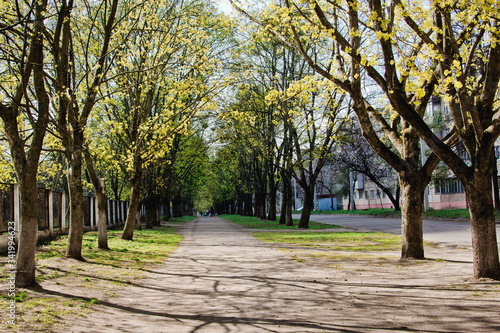 An asphalt road between large trees in a park, a street in a suburban residential area with a series of green trees.