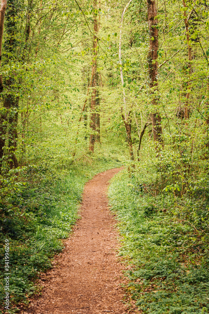 chemin sentier dans la forêt au printemps et en automne