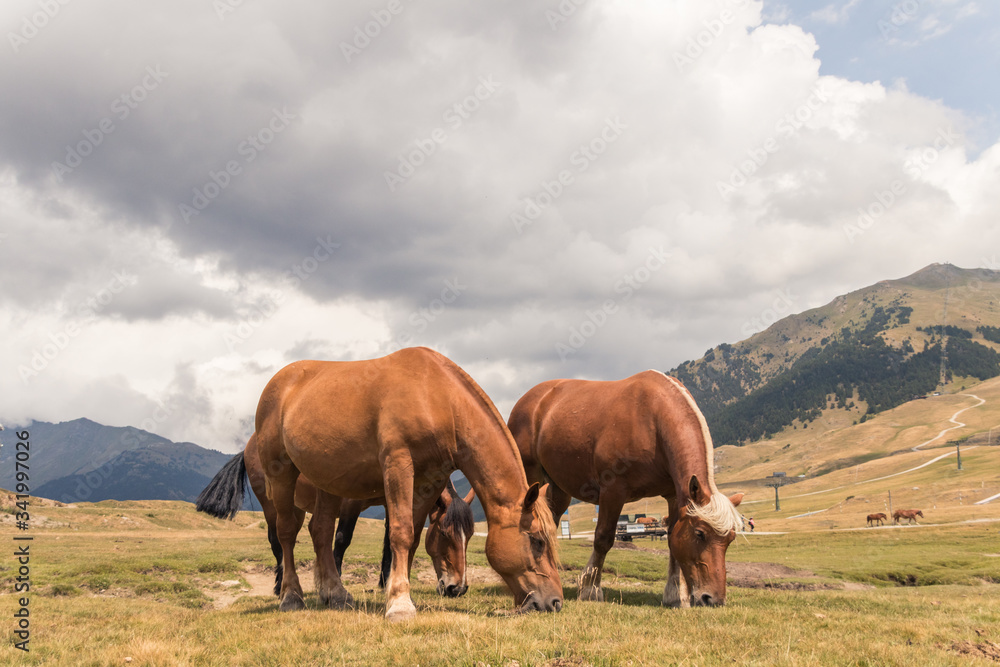 caballos comiendo en el campo