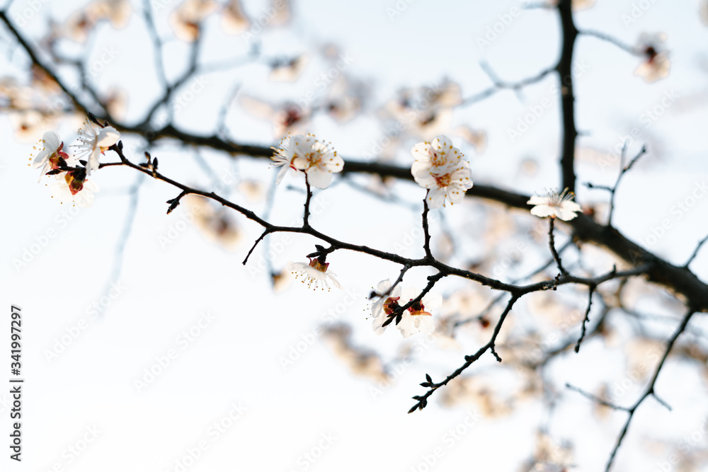 Beautiful floral spring abstract background of nature.Branches of blossoming apricot macro with soft focus on gentle light blue sky background. For easter and spring greeting cards with copy space