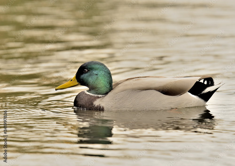 pato ánade azulón nadando en le lago del parque (anas platyrhynchos) Marbella Andalucía España pato ánade azulón nadando en le lago del parque (anas platyrhynchos) Marbella Andalucía España