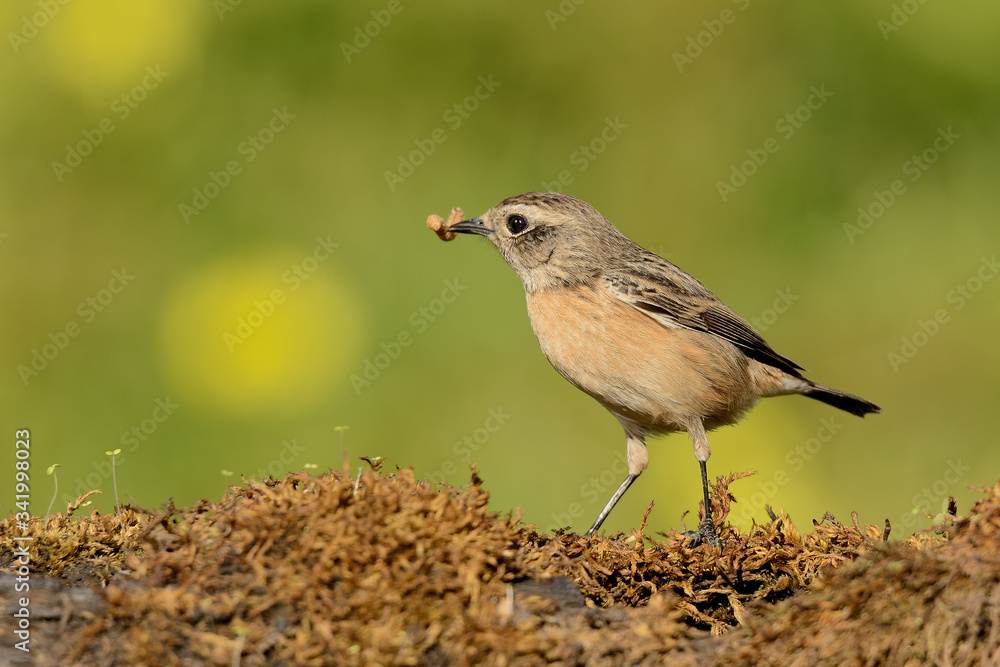 Fototapeta premium tarabilla europea hembra posada en el musgo y fondo verde (saxicola rubicola) Marbella Andalucía España 