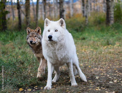 white wolf in the woods