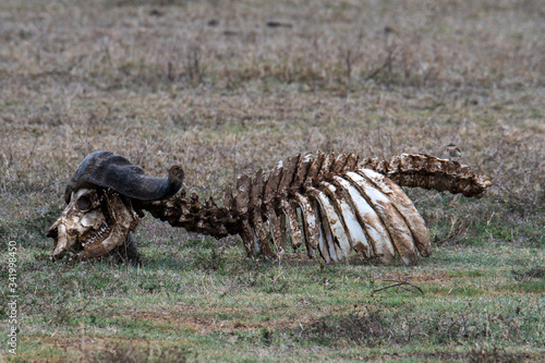 Buffalo skeleton, Tanzania, Africa  © Maciej Sobczak