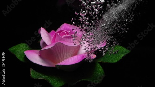 Lotus flowers and colors under the water on a black background photo