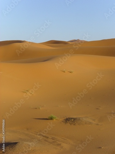 desert wasteland sand dune sahara