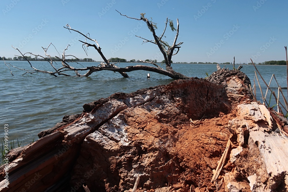 Detail of driftwood dead tree trunk stuck on river bank of large river dam, spring season with clear blue skies. Location Vah river, western Slovakia, central Europe