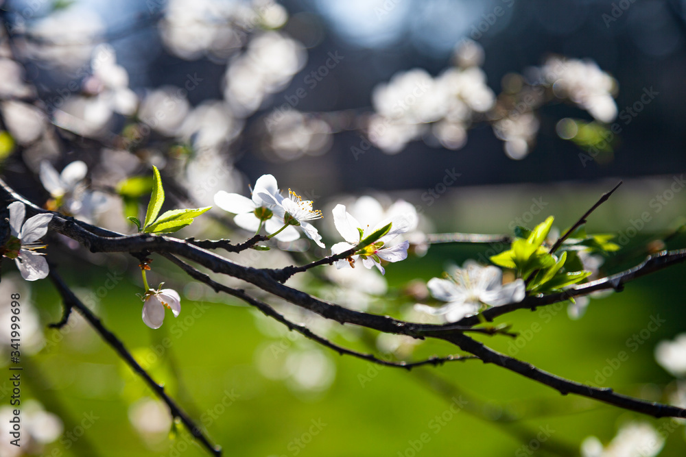 Fototapeta premium Blooming cherry branch.