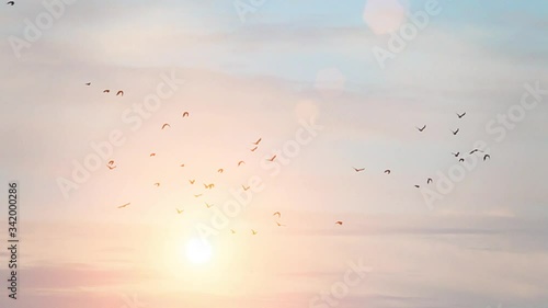 Flock of birds flying with blue sky and sunlight in the background. Tranquil nature scene. Concept of freedom and travel.