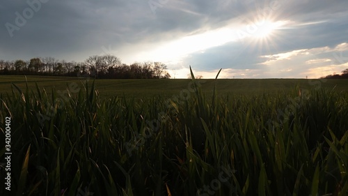 Photos Young wheat plants on wheat field lit by rays of late afternoon sun peeping from cloudy skies
