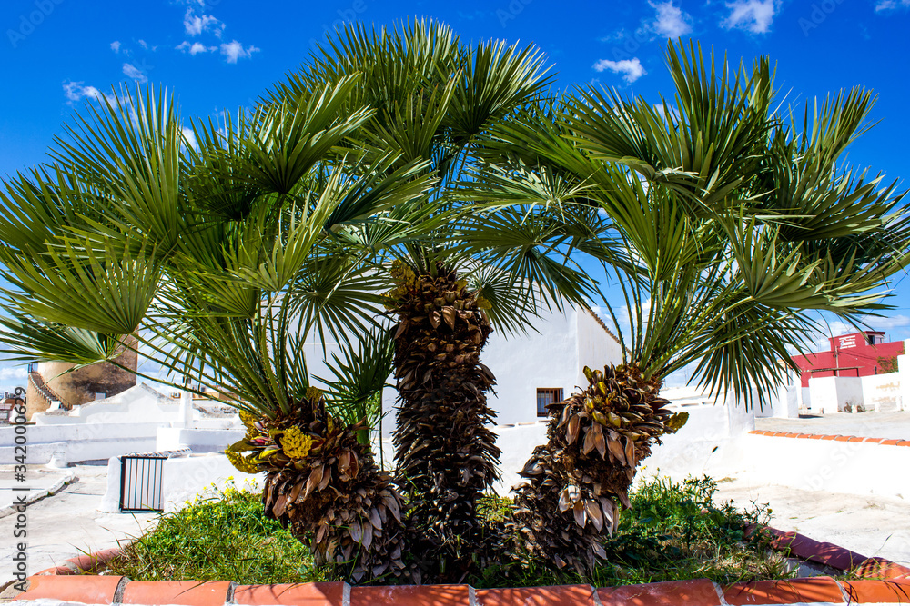 blooming palm tree against blue sky, exotic southern plants that grows in Spanish resort