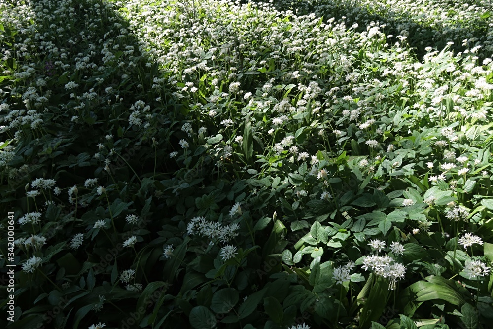 Foliage of wild garlic, also called ramsons or buckrams, latin name Allium Ursinum, growing in shade of broadleaf forest trees. Foliage of wild garlic, also called ramsons or buckrams, latin name Allium Ursinum, growing in shade of broadleaf forest trees.