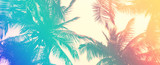 Banner sized Background texture of tropical palm leaves