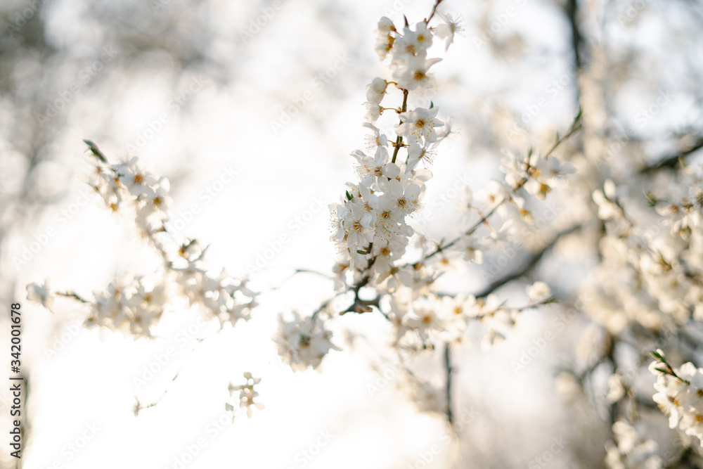 on the branches of the cherry plum tree, there are many white, delicate flowers that bloomed in early spring.in the rays of the setting sun. seasonal trend.natural concept on the branches of the cherry plum tree, there are many white, delicate flowers that bloomed in early spring.in the rays of the setting sun. seasonal trend.natural concept