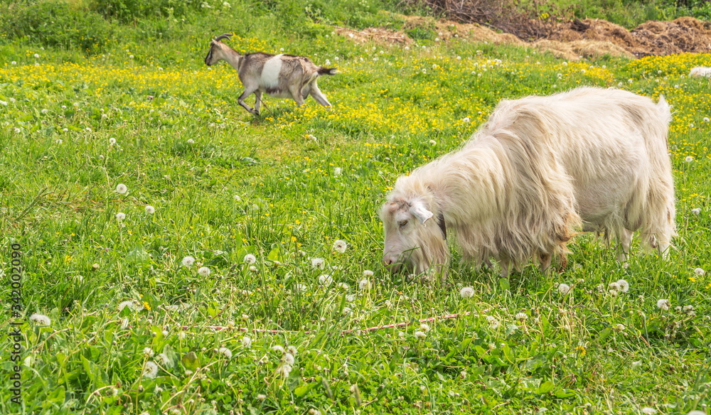 Obraz premium Goats graze in green meadow with dandelions