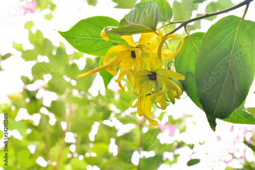 Ylang Ylang flowers on white