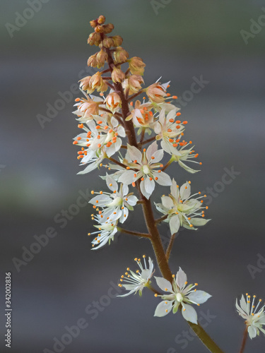 Closeup of the delicate little white flowers of Tiarella wherryi or foam flower photo
