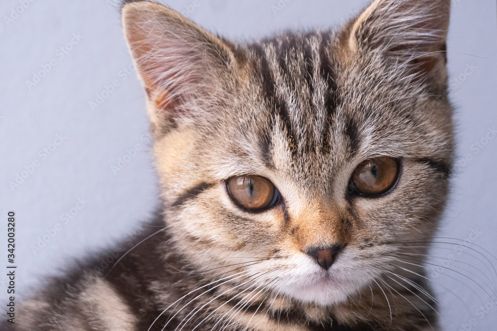 cute scottish straight cat portrait