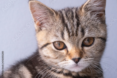 cute scottish straight cat portrait © beardedmom