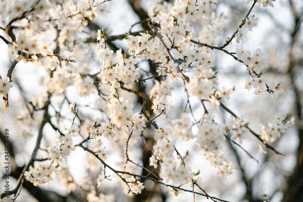 on the branches of the cherry plum tree, there are many white, delicate flowers that bloomed in early spring.in the rays of the setting sun. seasonal trend.natural concept on the branches of the cherry plum tree, there are many white, delicate flowers that bloomed in early spring.in the rays of the setting sun. seasonal trend.natural concept