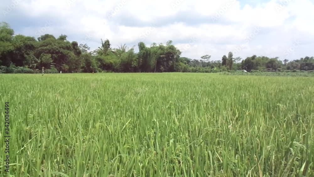Beautiful view rice field with natural background Beautiful view rice field with natural background