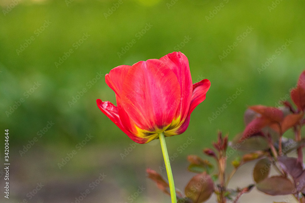 red tulip flower red tulip flower