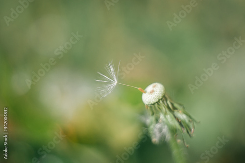 spring dandelion flowers on the street