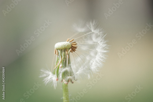 spring dandelion flowers on the street